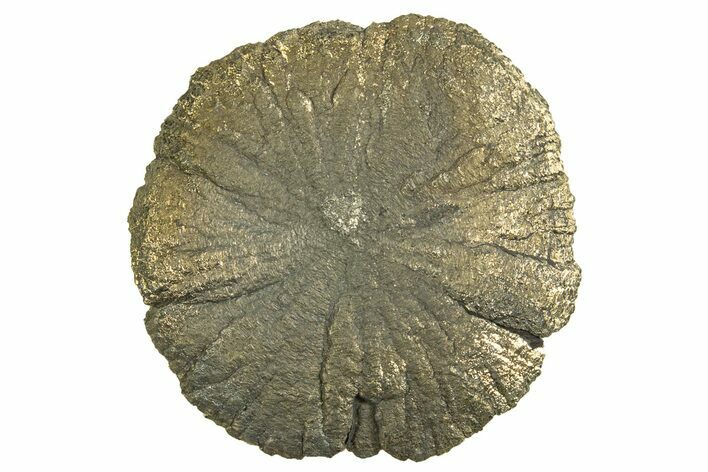 Radiant Pyrite Sun - Sparta, Illinois #342574